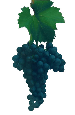 Трапезица, сорт, виноград, винный