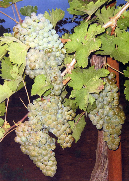 Бейсуг - винный сорт винограда