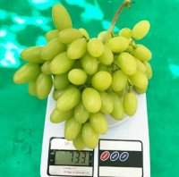 8A-19+4 вес грозди
