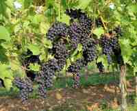 Агостенга росса виноград