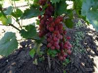 Апачи виноград
