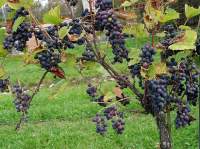 Пти Арамон виноград