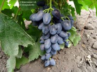 Атос - гроздь  винограда, © Фото Красохиной С.И.