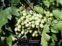 Бируинца  виноград