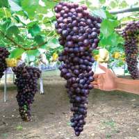 Блек саншаку виноград