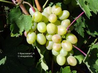 Богатяновский виноград