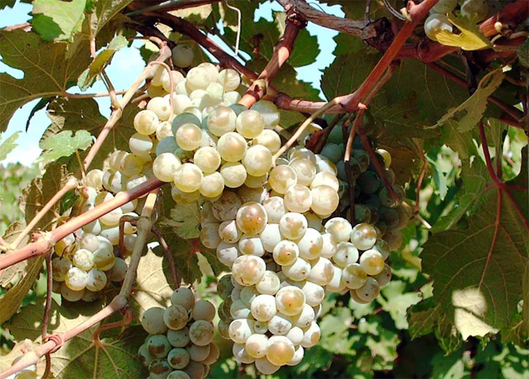 Каберне доре виноград