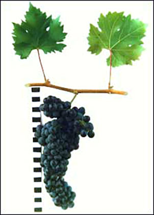 Цилиндрический -  сорт винограда