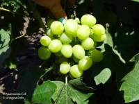 Дарья гроздь винограда