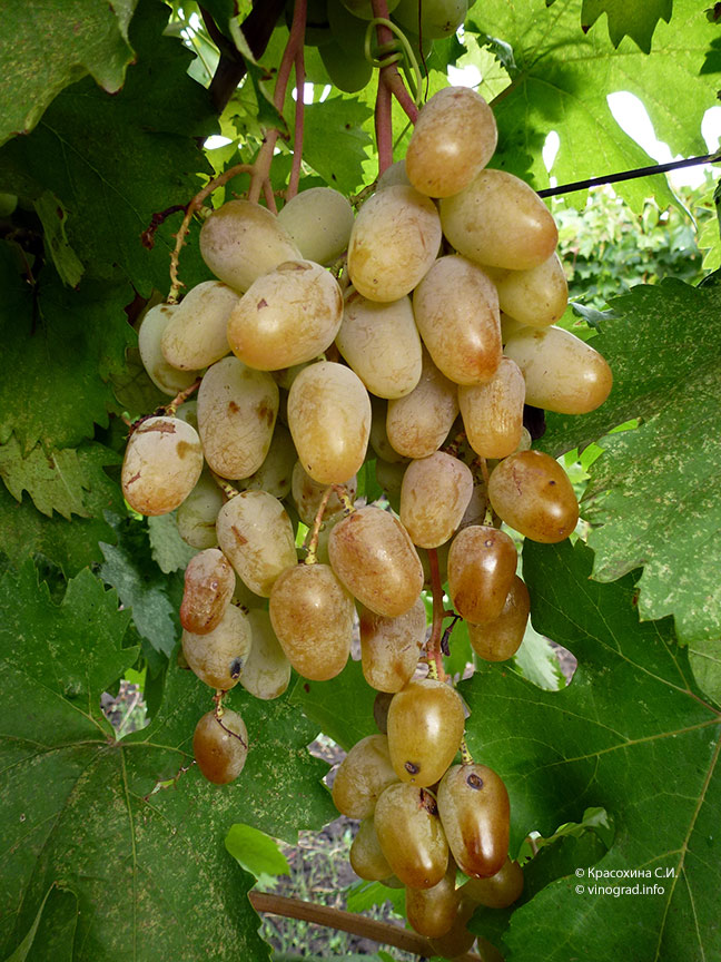Дева Мария гроздь винограда