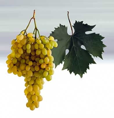 Диамант - сорт винограда