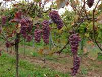 Днестровский розовый виноград