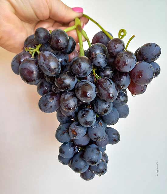 Эльдар - сорт винограда