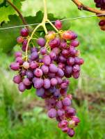 Эмператрис виноград