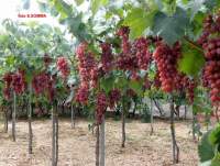 Фьяметта сидлис виноград