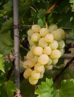 Франциска виноград