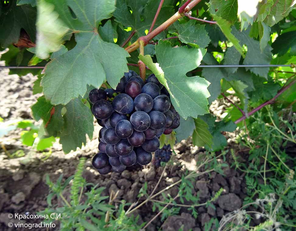 Хадисиль цибил - сорт винограда