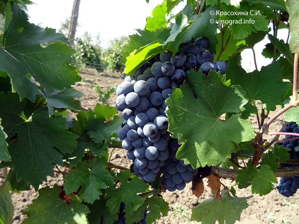 Хасибил цибил – дагестанский сорт винограда