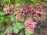 Казанова виноград