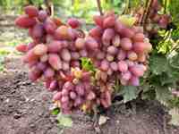 Казанова грозди