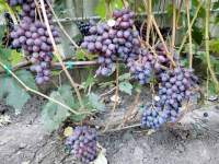 Клубничный виноград