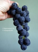Кёхо виноград