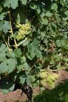 Луглиенга бианка виноград