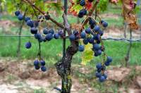 Медовый виноград