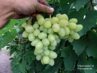 Надежда Аксайская виноград