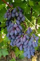 Найден виноград