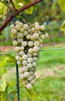 Овидиопольский виноград