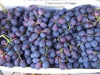 Палиери виноград
