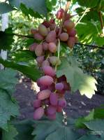 Паскаль виноград