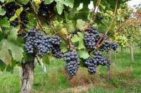 Пинотаж виноград