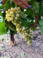 Платовский виноград