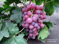 Ред Глоуб виноград