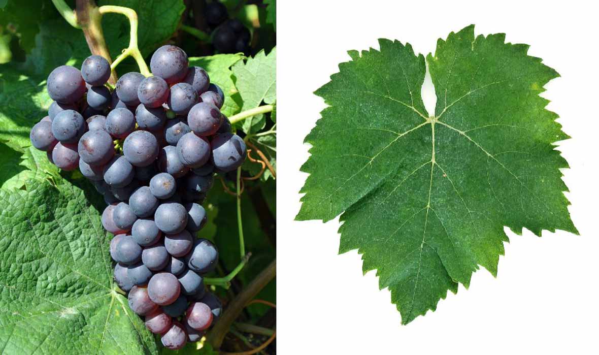 Россара трентина - сорт винограда