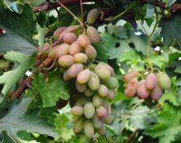 Розовый Тимур виноград