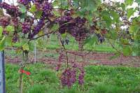 Рубиланд виноград