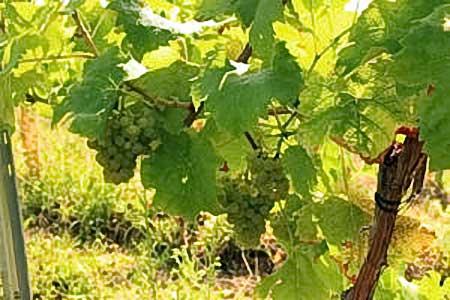 Селенор - сорт винограда