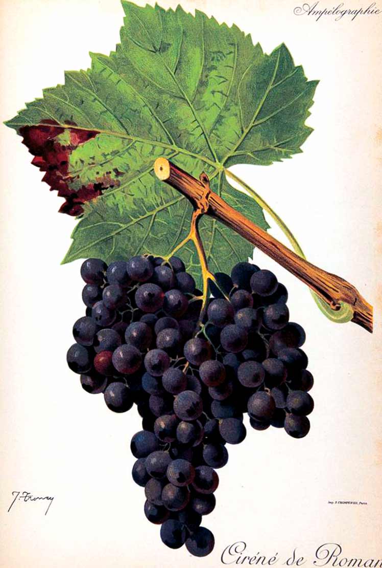 Серенез - сорт винограда