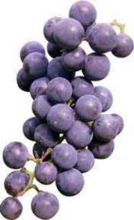 Сипаска - сорт винограда