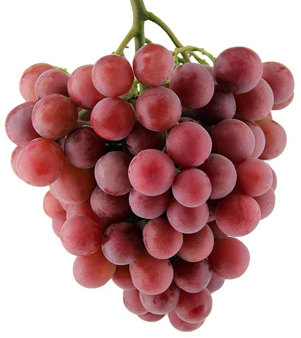 Сонера сидлис - сорт винограда