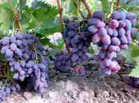 Тудор виноград
