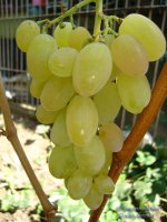 Устойчивый Докучаевой виноград