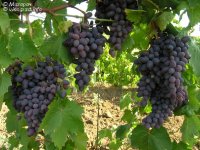 Виерул-59 грозди