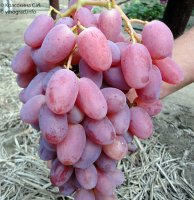 Виктор – столовая гибридная форма винограда
