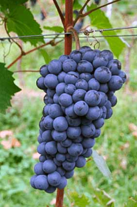 Винера - сорт винограда