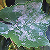 грибная болезнь на листе винограда