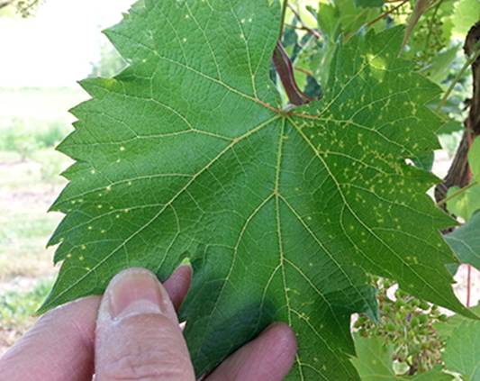 Симптомы черной пятнистости на листе винограда